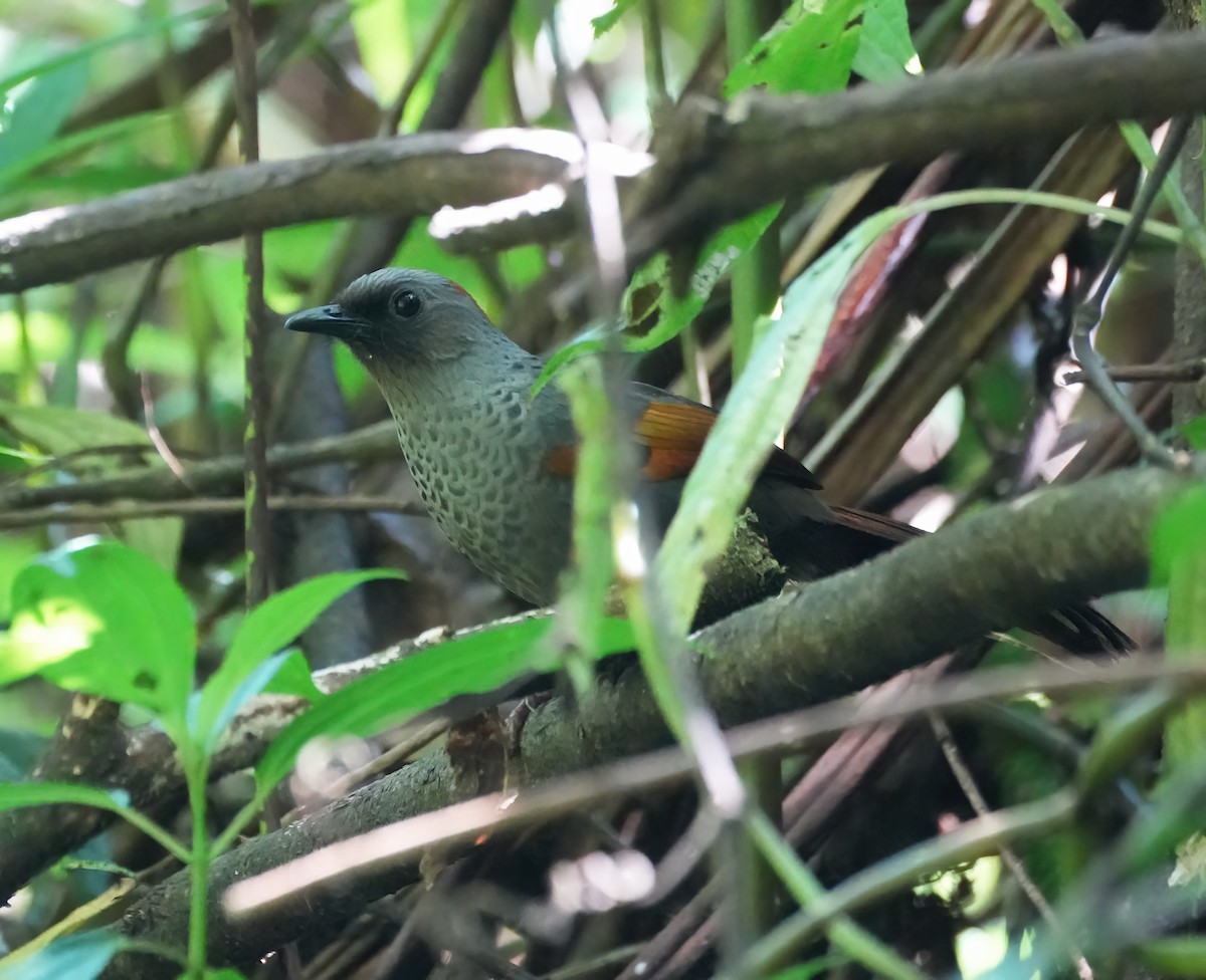 Golden-winged Laughingthrush - ML633443893