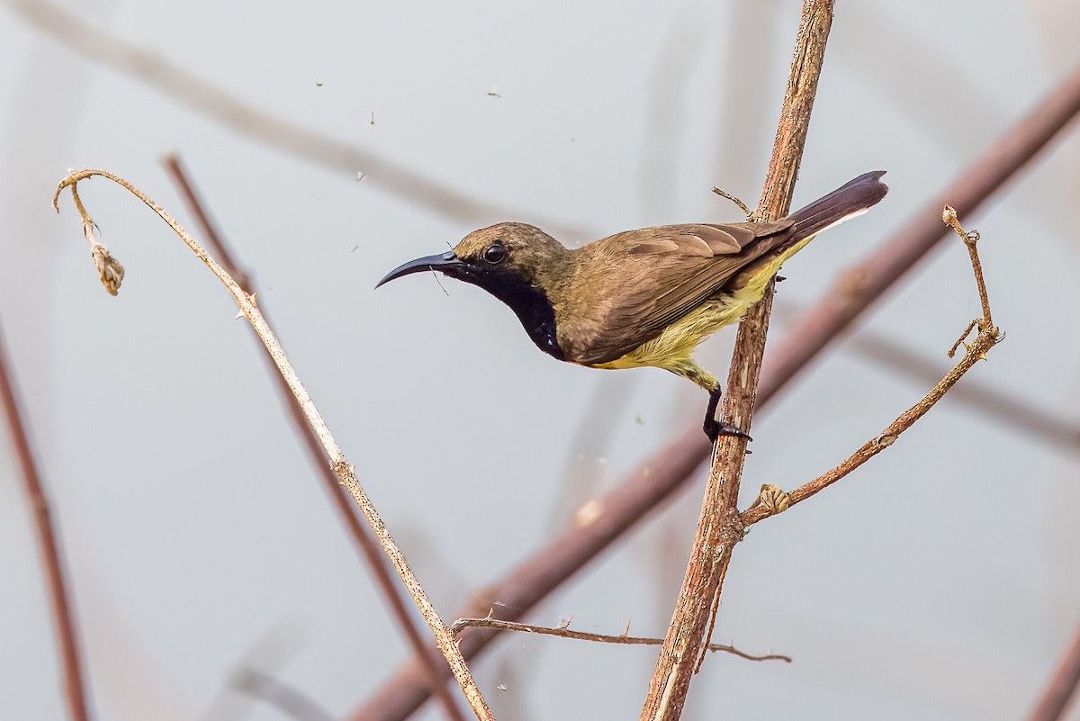 Ornate Sunbird - ML633443898
