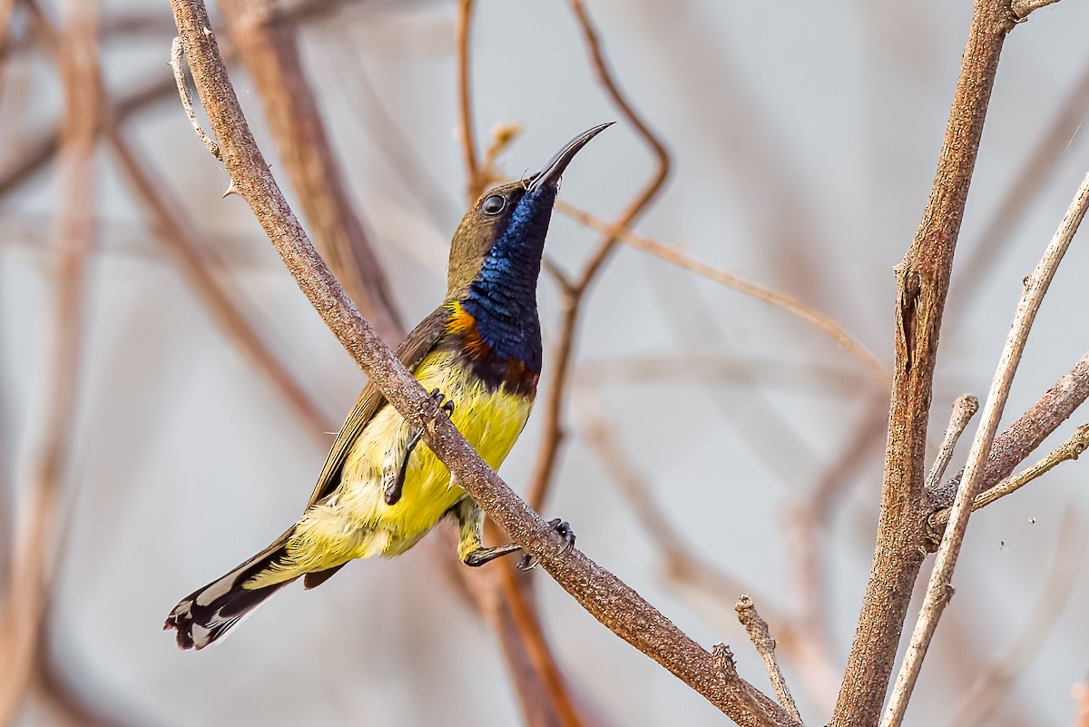 Ornate Sunbird - ML633443899