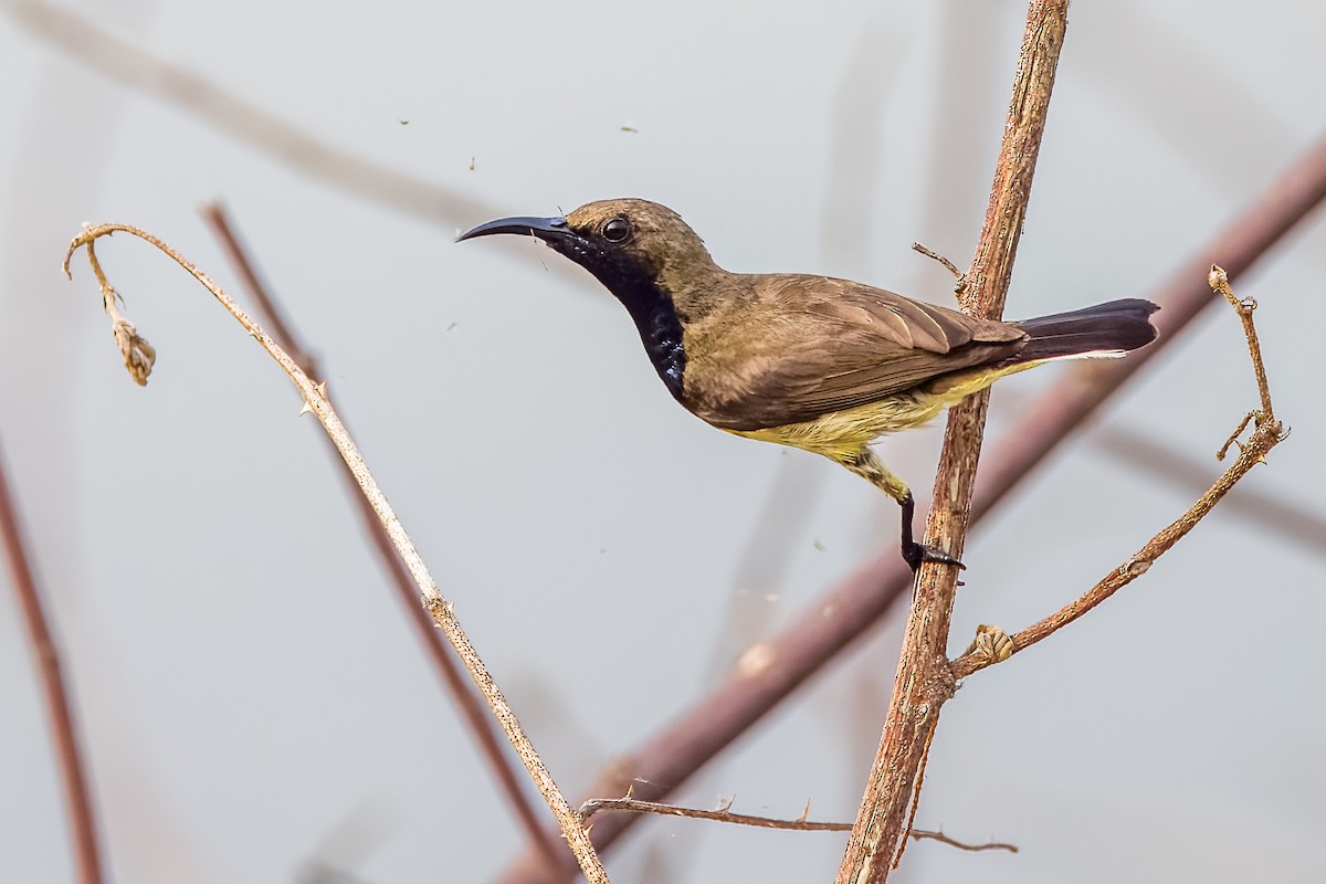 Ornate Sunbird - ML633443900