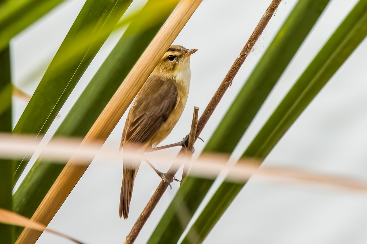 Black-browed Reed Warbler - ML633443925