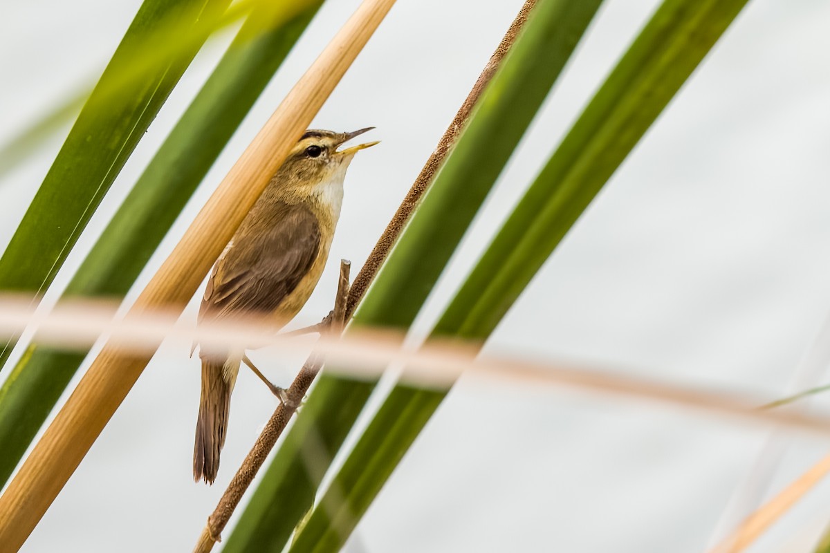 Black-browed Reed Warbler - ML633443926