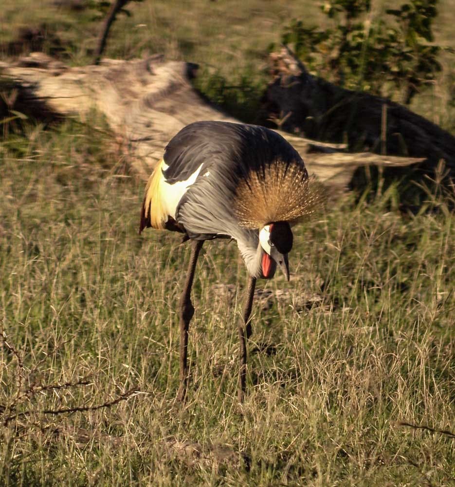 Gray Crowned-Crane - David Archer