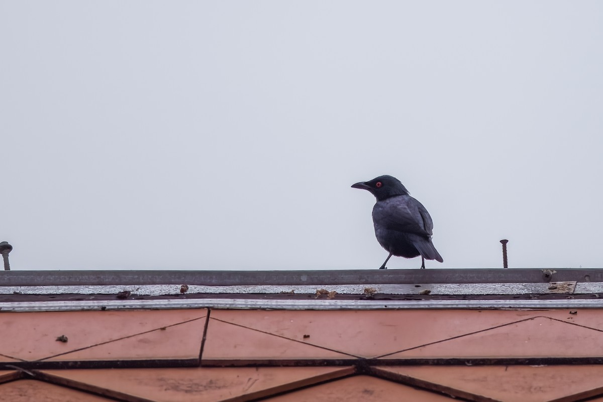 Asian Glossy Starling - ML633443949