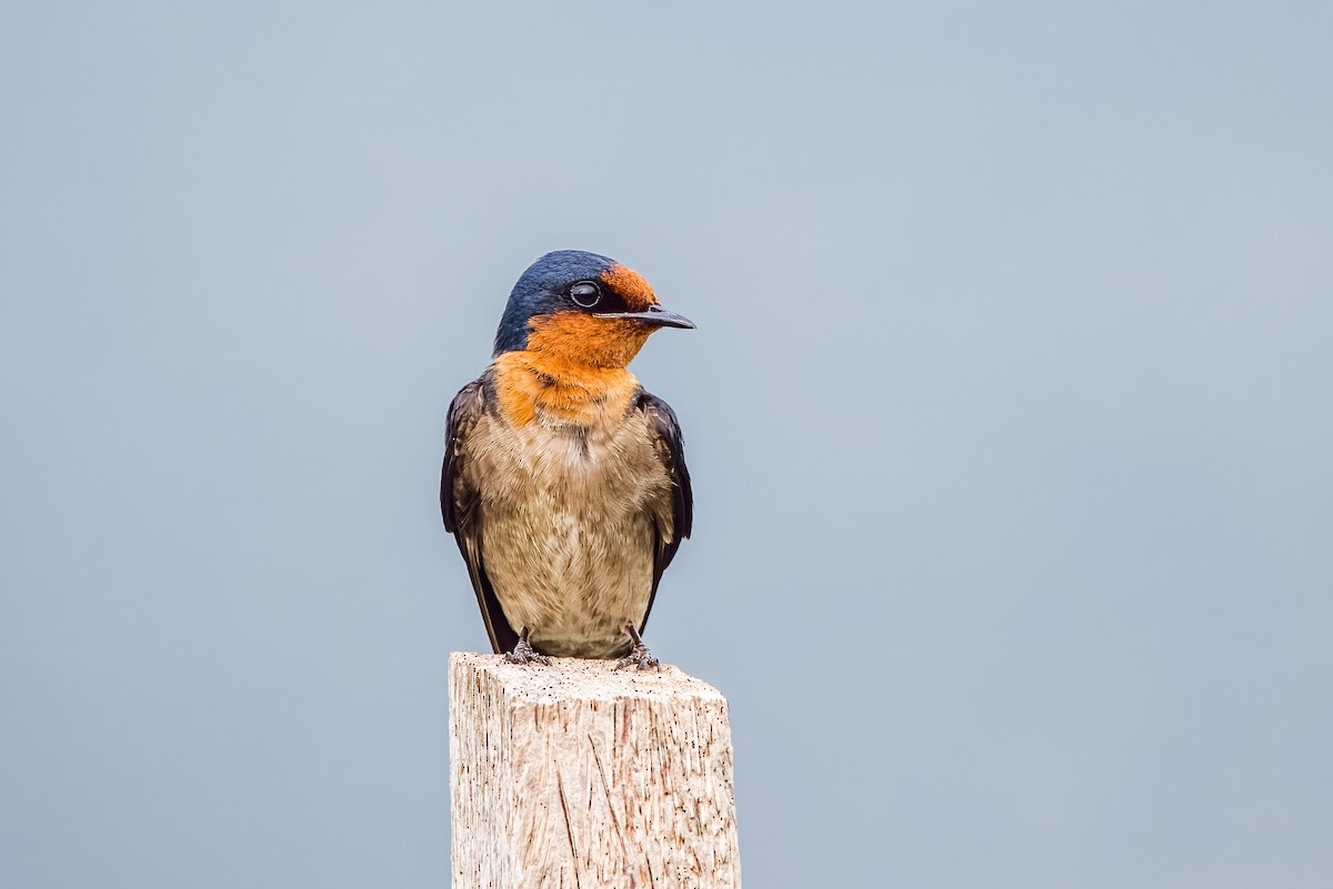Pacific Swallow - ML633443950
