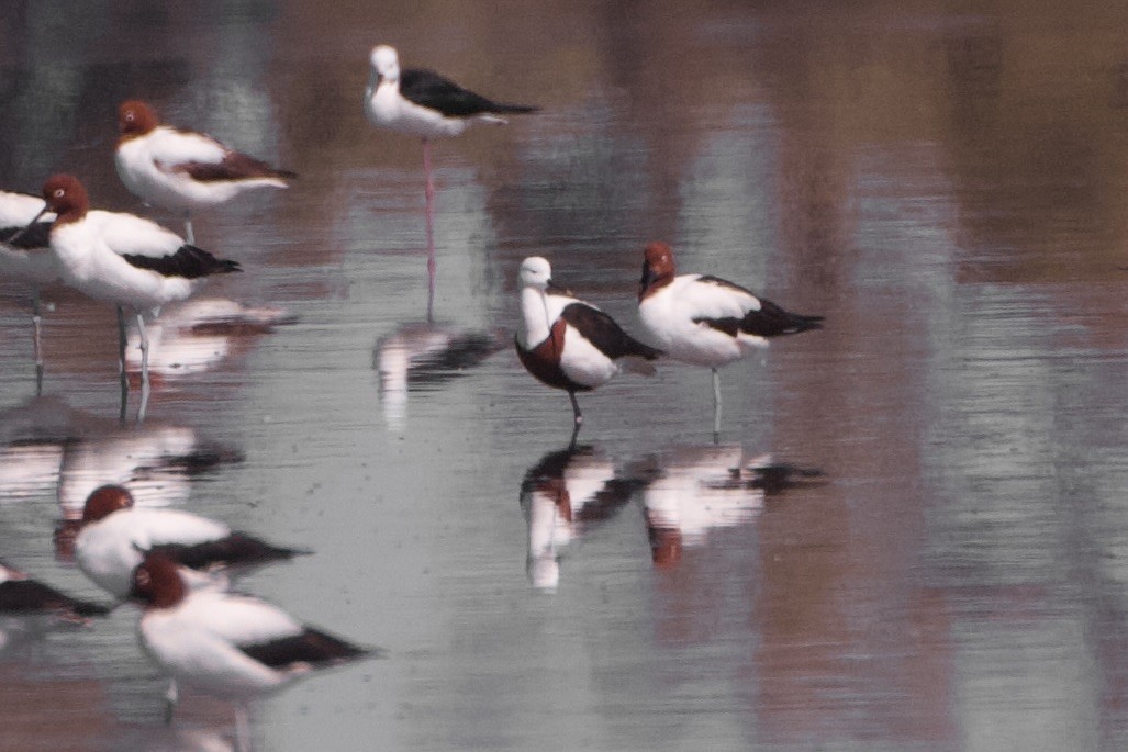 Banded Stilt - ML633443962