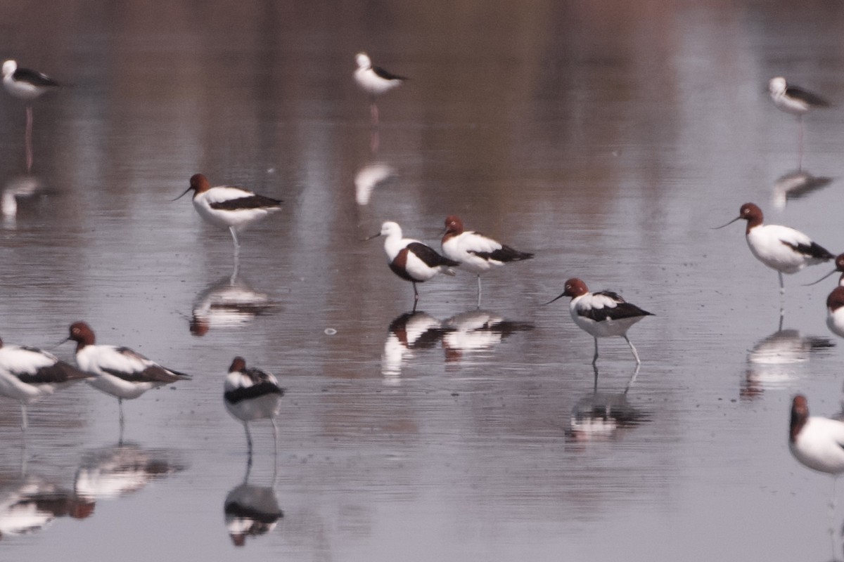 Banded Stilt - ML633443963