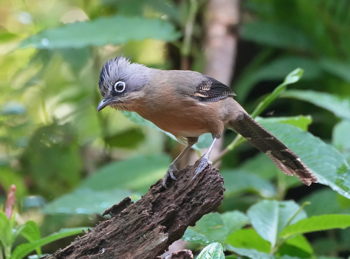 Black-crowned Barwing - ML633444177