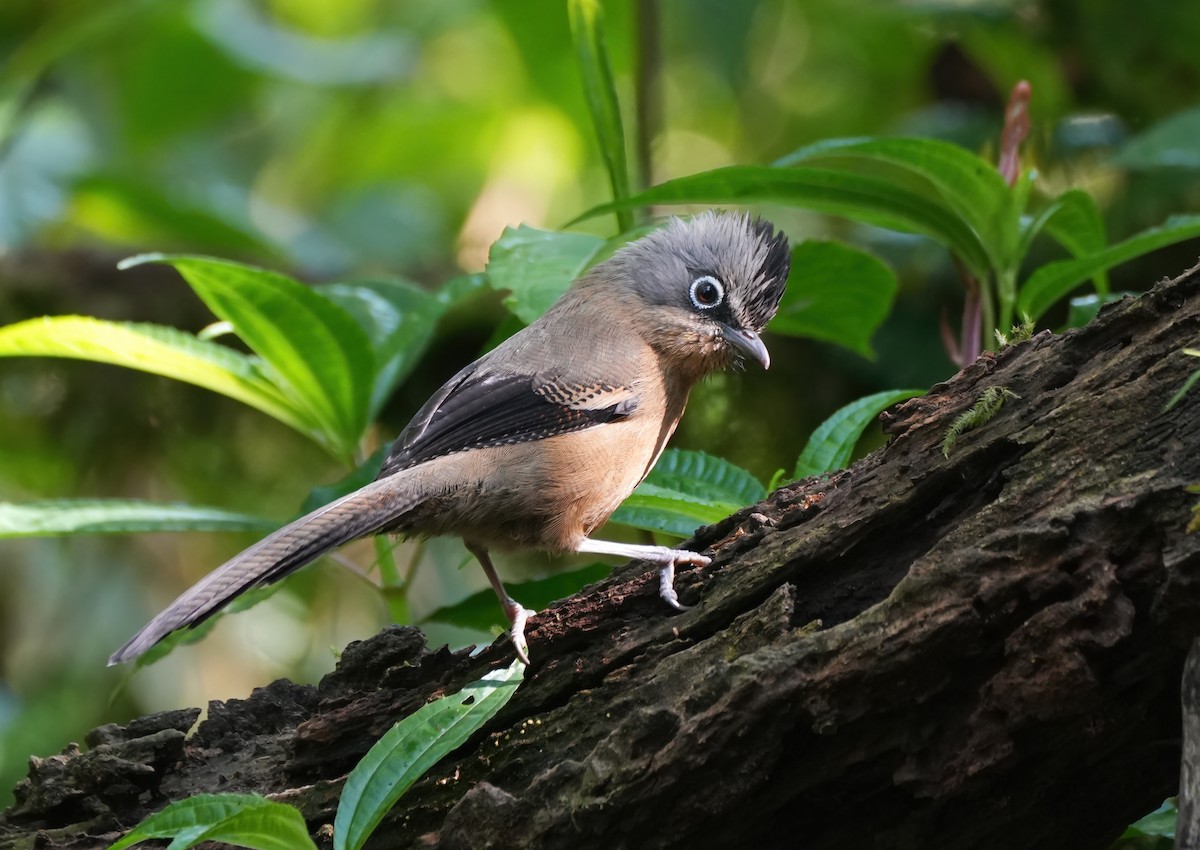 Black-crowned Barwing - ML633444180