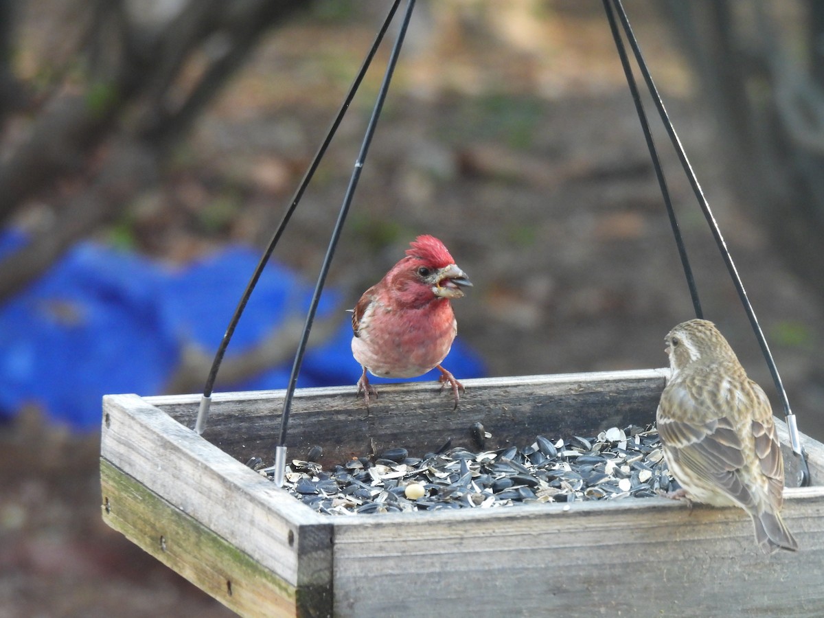 Purple Finch - ML633444198