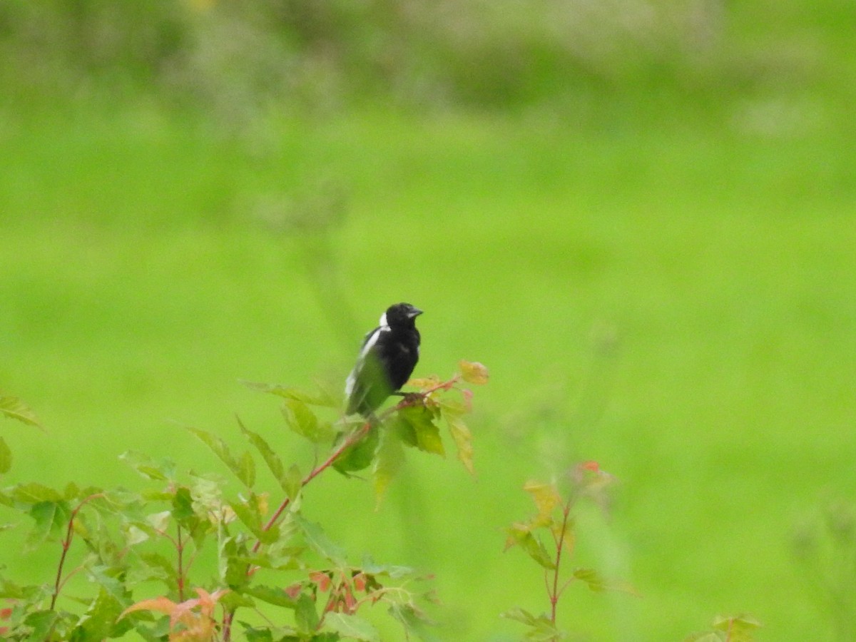 bobolink - ML63344421