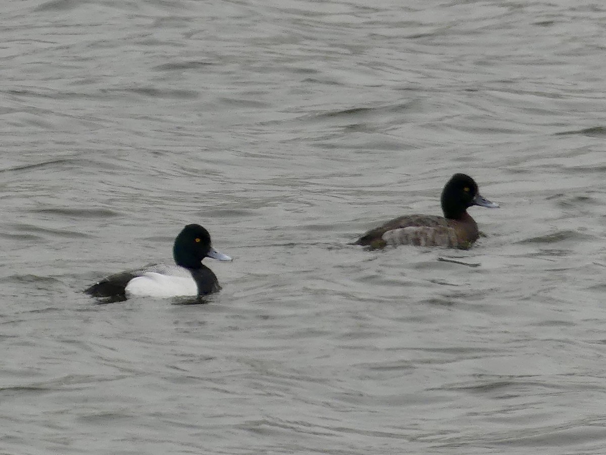 Lesser Scaup - ML633444222