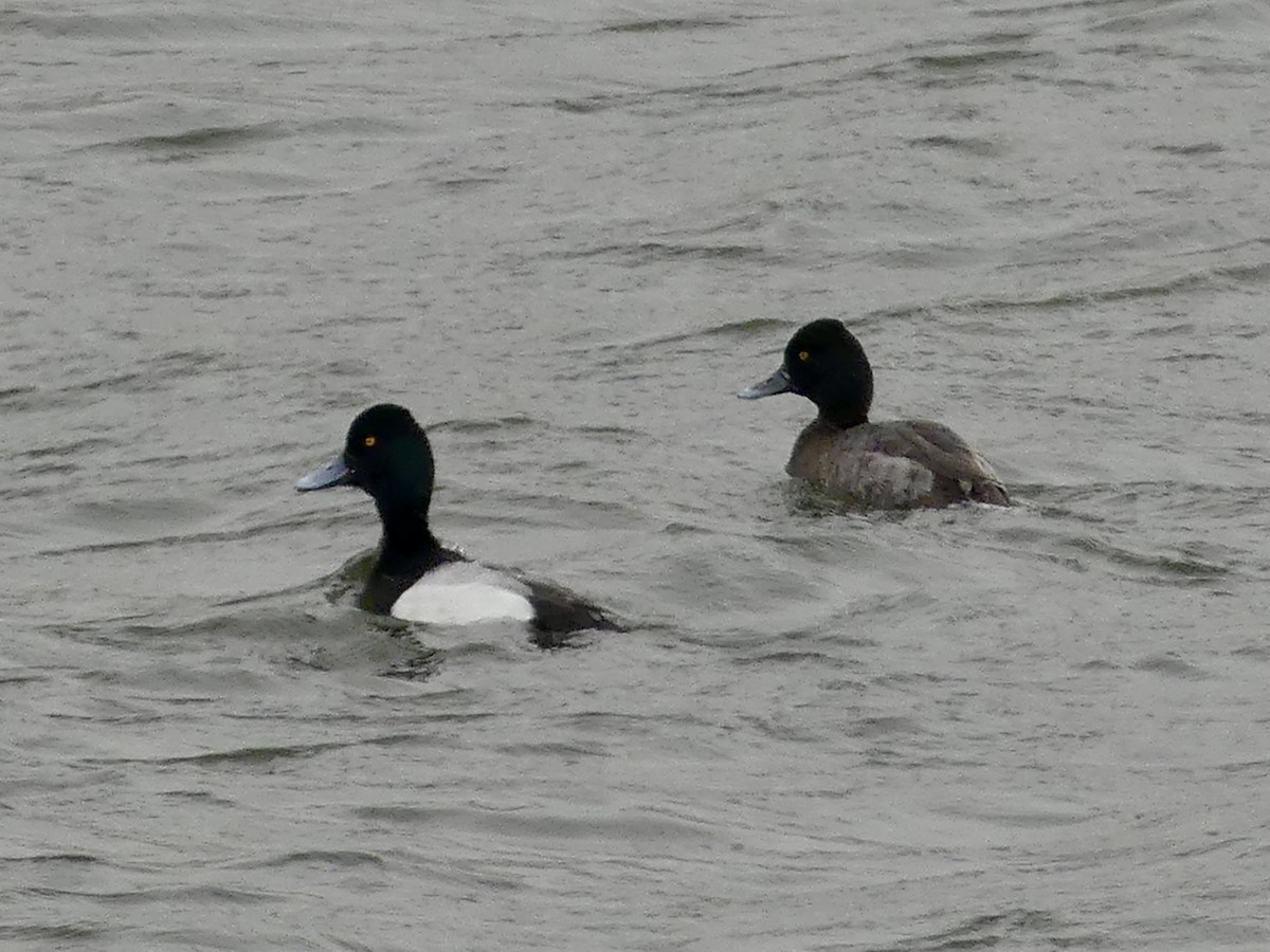 Lesser Scaup - ML633444223