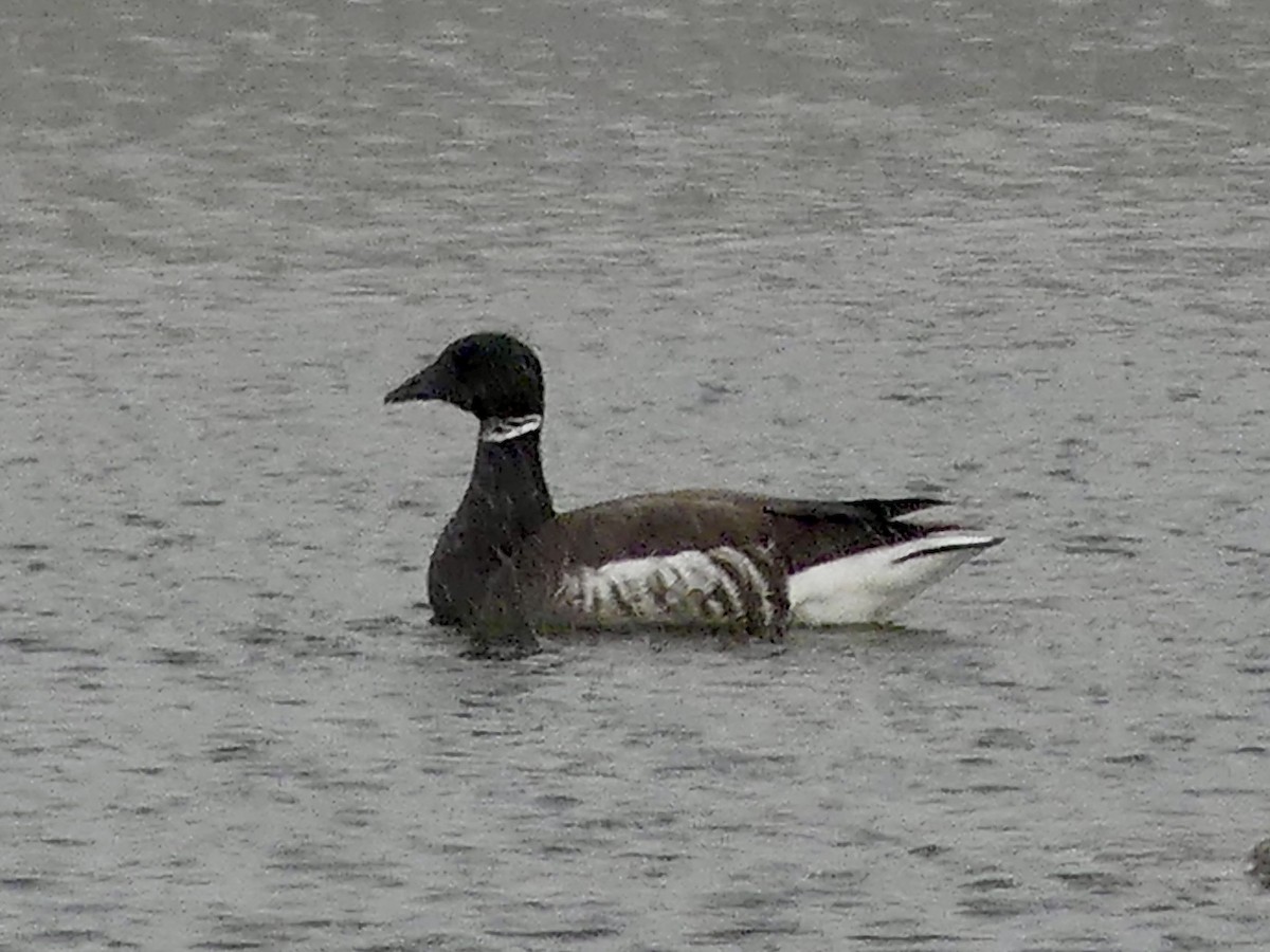 berneška tmavá - ML633444225
