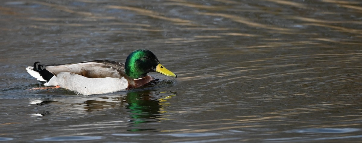 Mallard - ML633444268