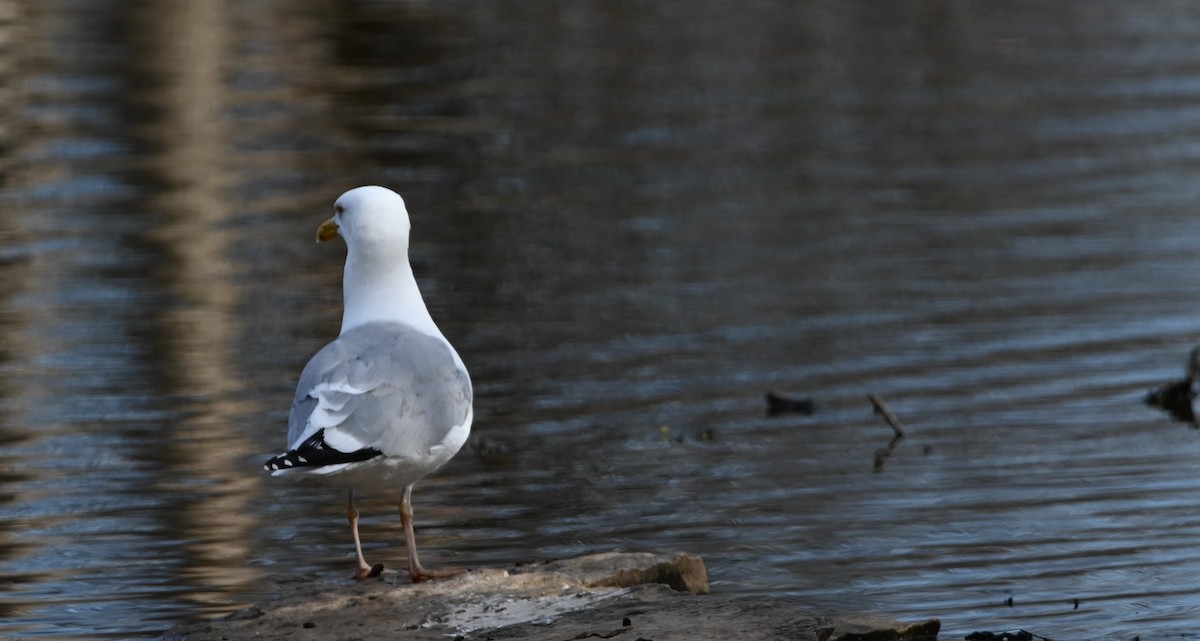 American Herring Gull - ML633444280