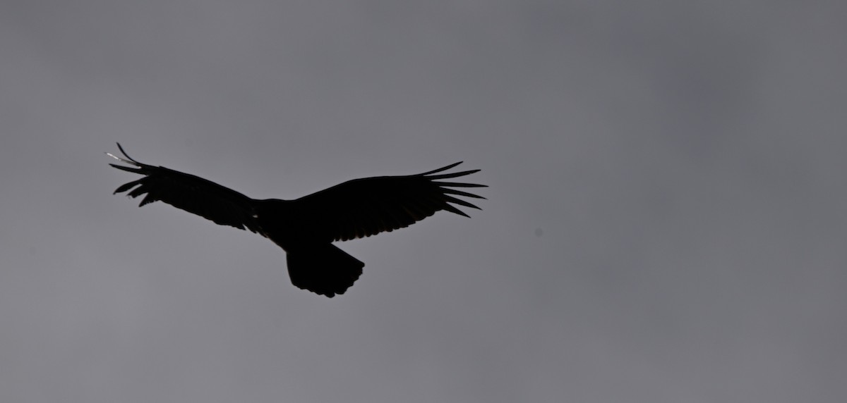 Turkey Vulture - ML633444284