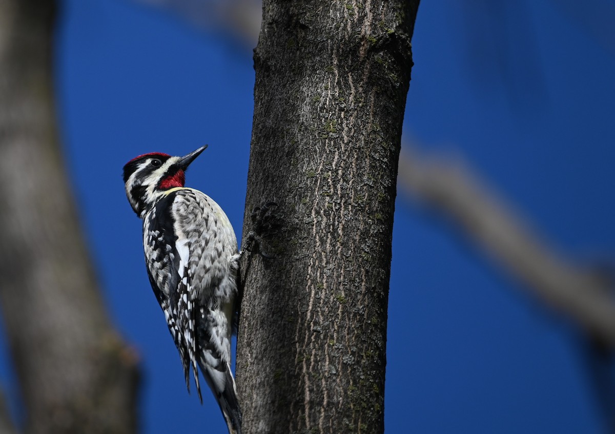 Yellow-bellied Sapsucker - ML633444286