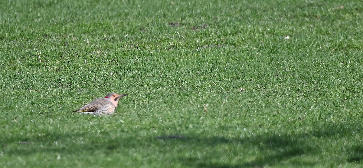 Northern Flicker - ML633444288