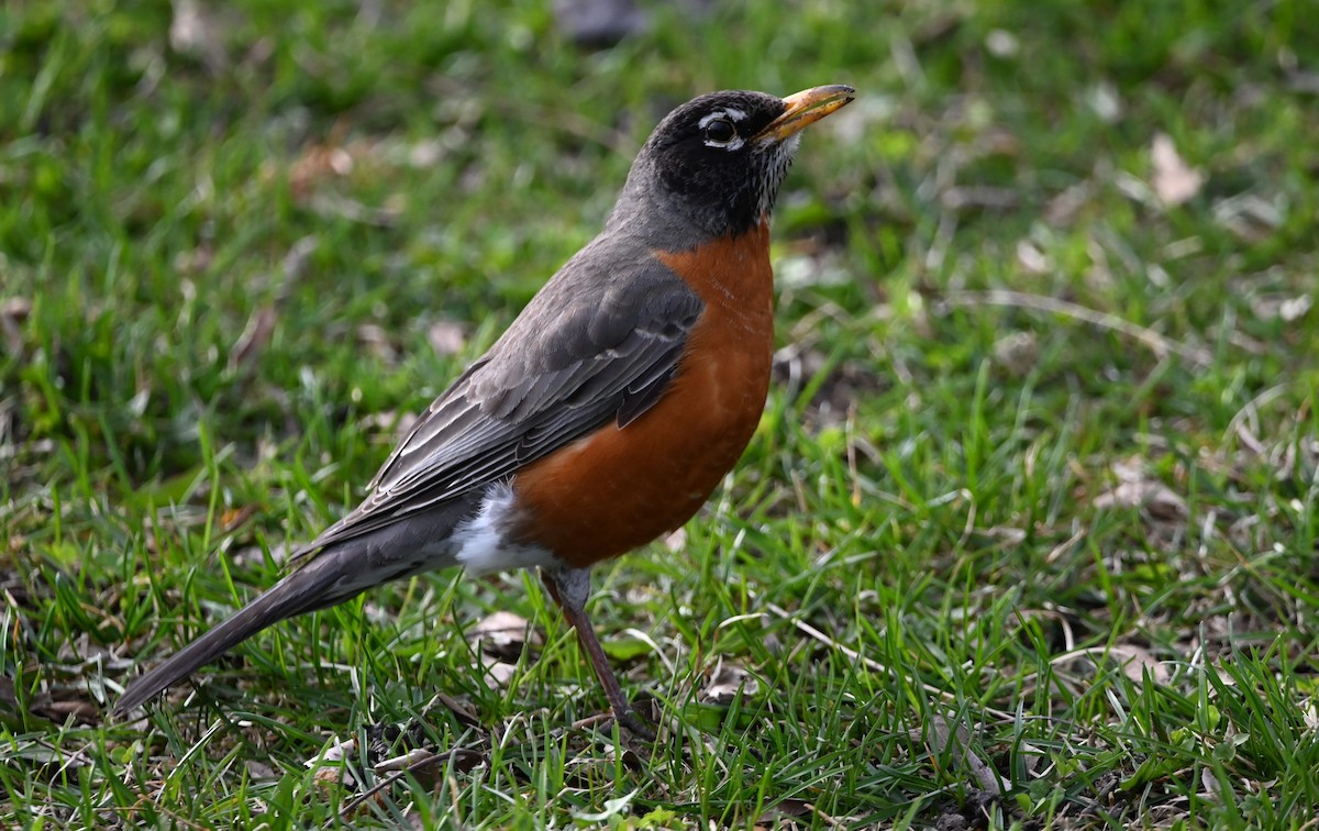 American Robin - ML633444292
