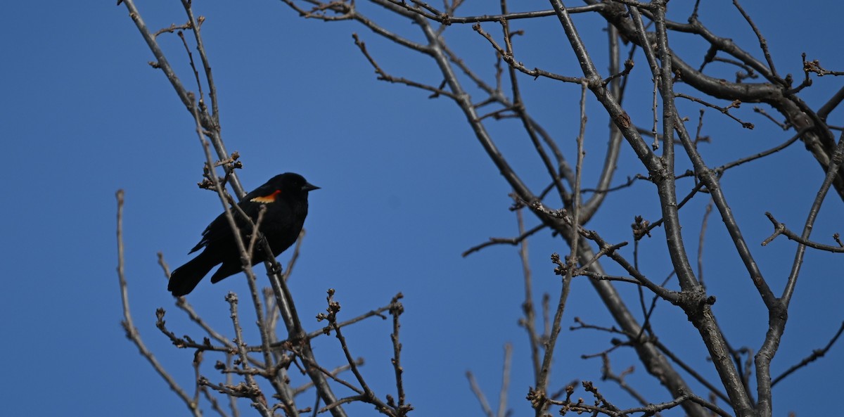 Red-winged Blackbird - ML633444297