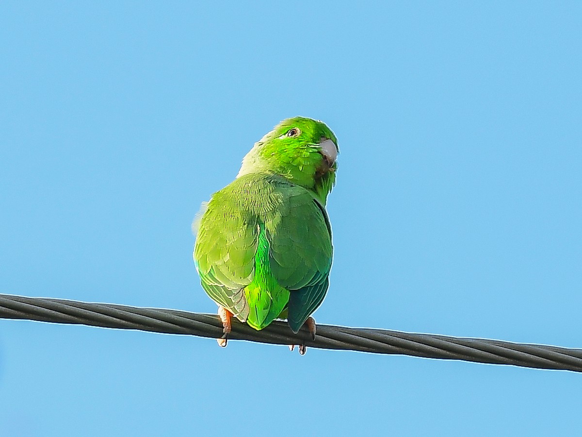 Green-rumped Parrotlet - ML633444392
