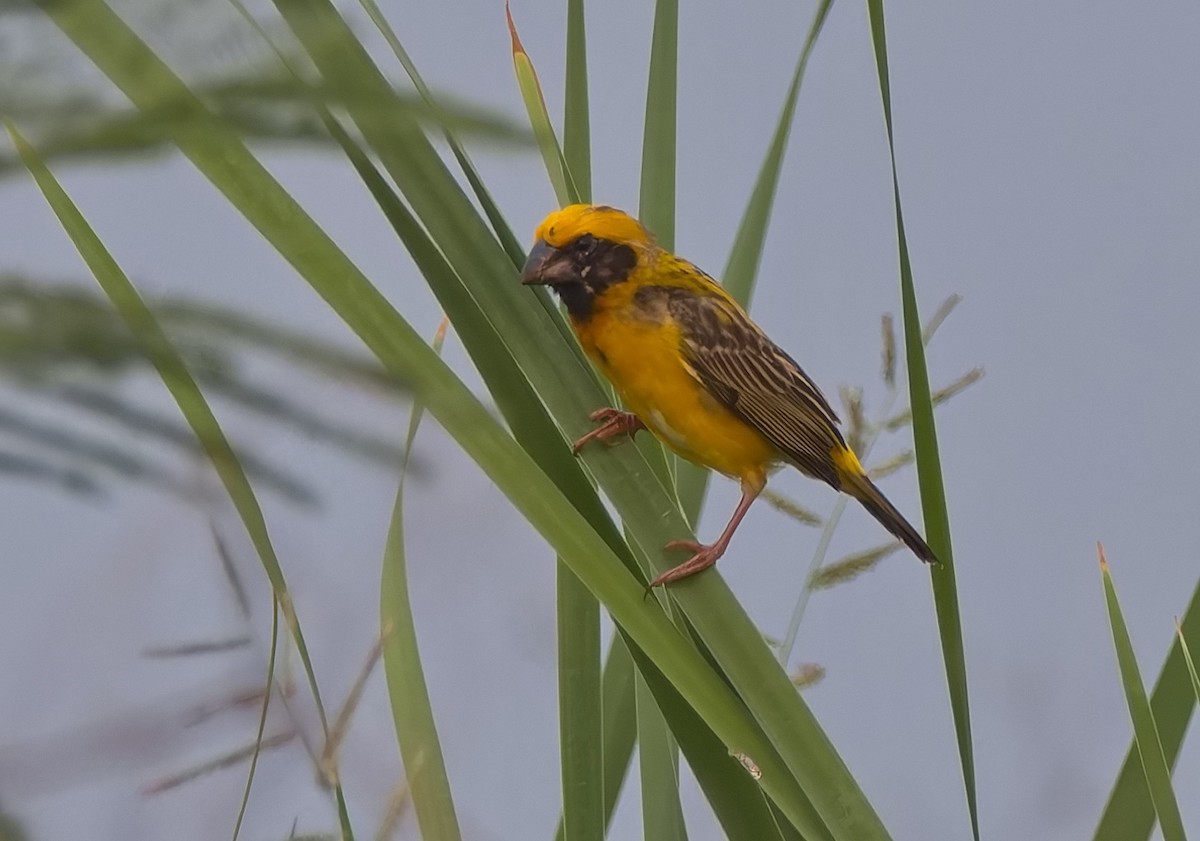 Asian Golden Weaver - Andrew Pierce
