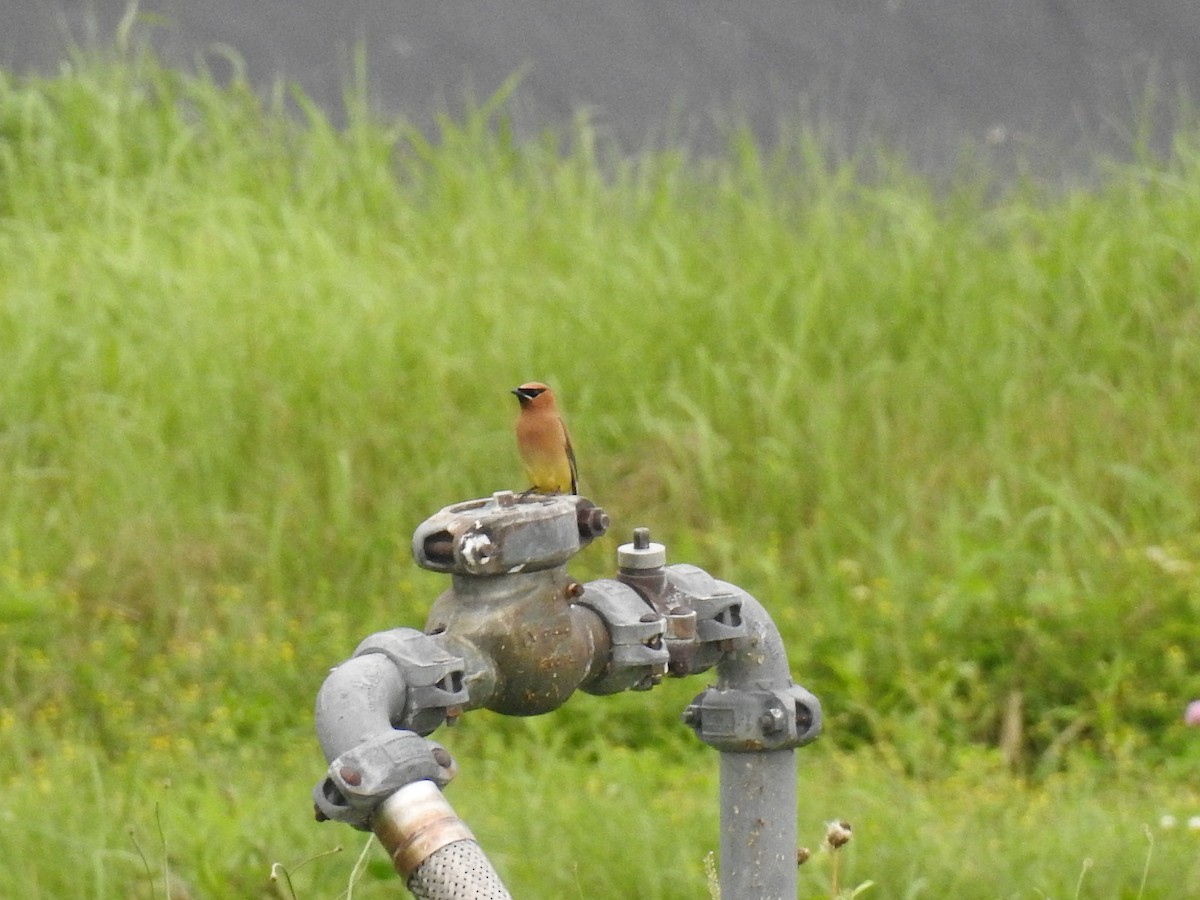 Cedar Waxwing - ML63344451