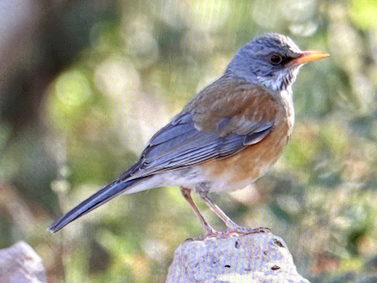 Rufous-backed Robin - ML633444648