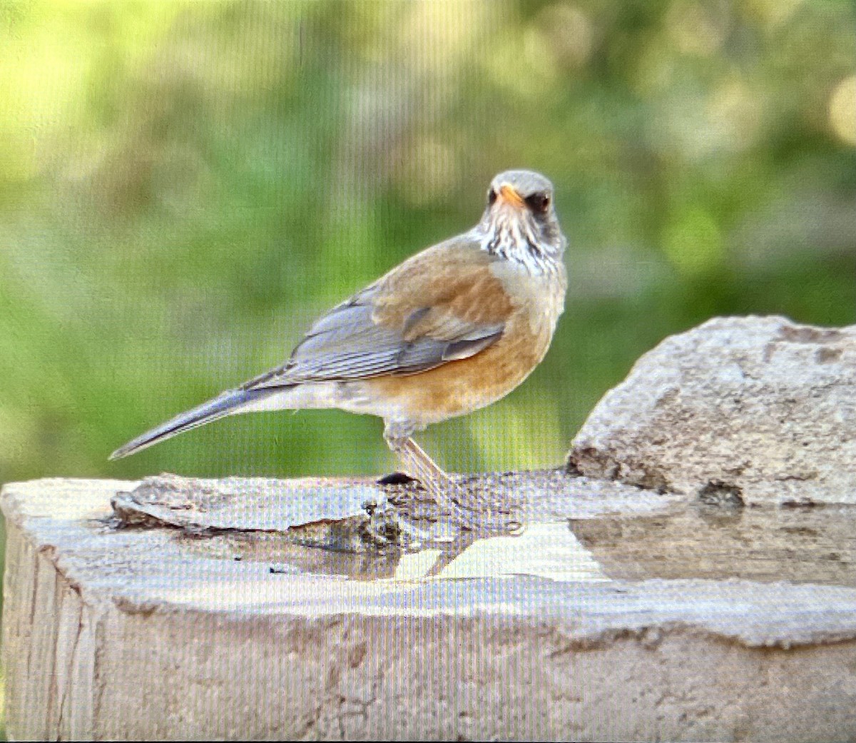 Rufous-backed Robin - ML633444649