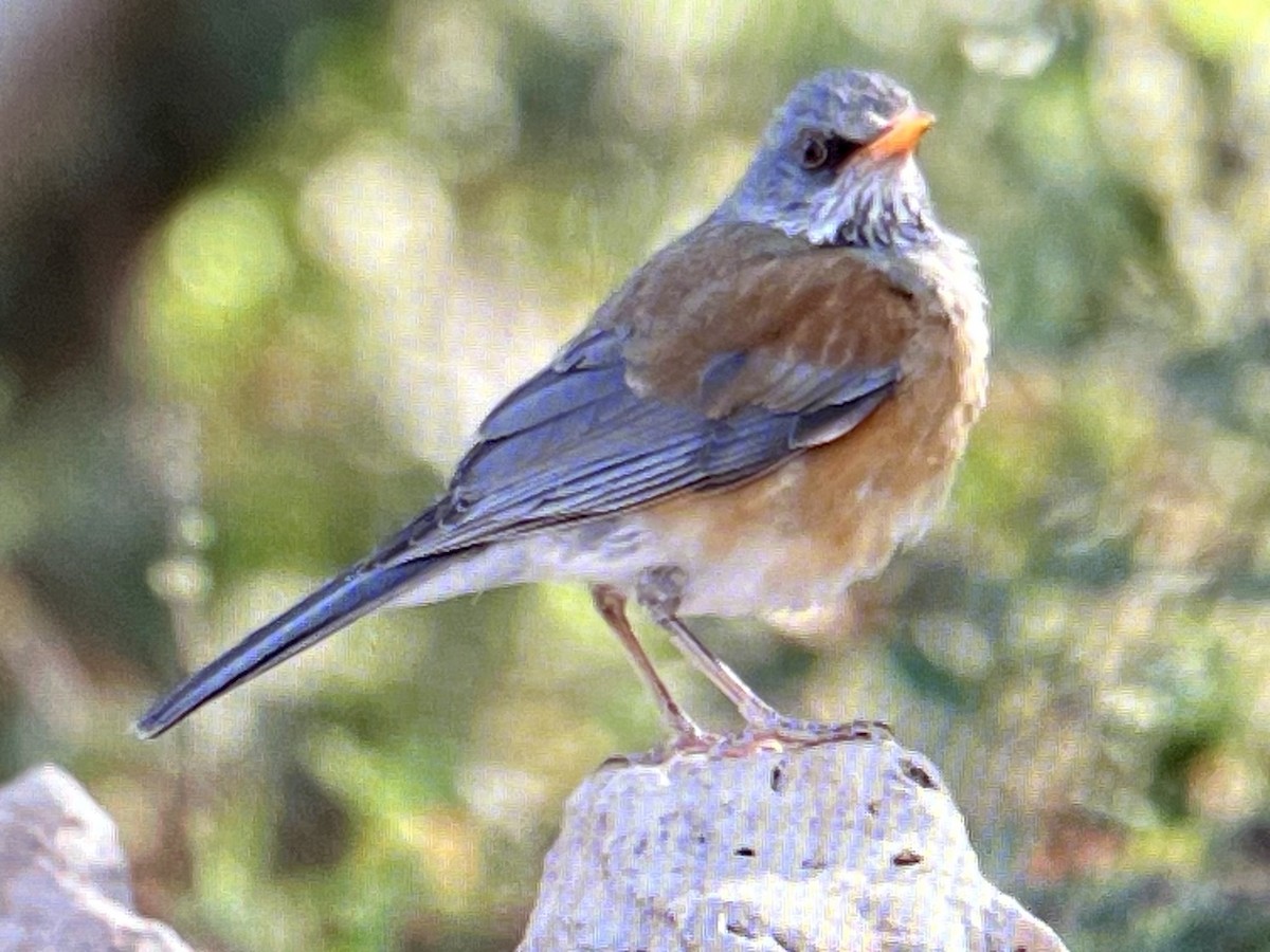 Rufous-backed Robin - ML633444650