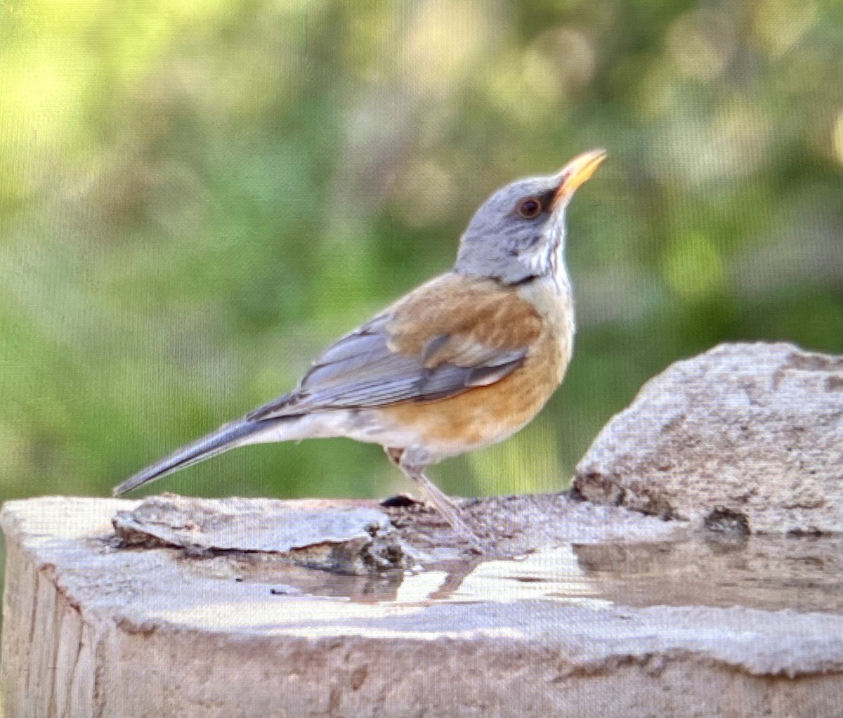 Rufous-backed Robin - ML633444651