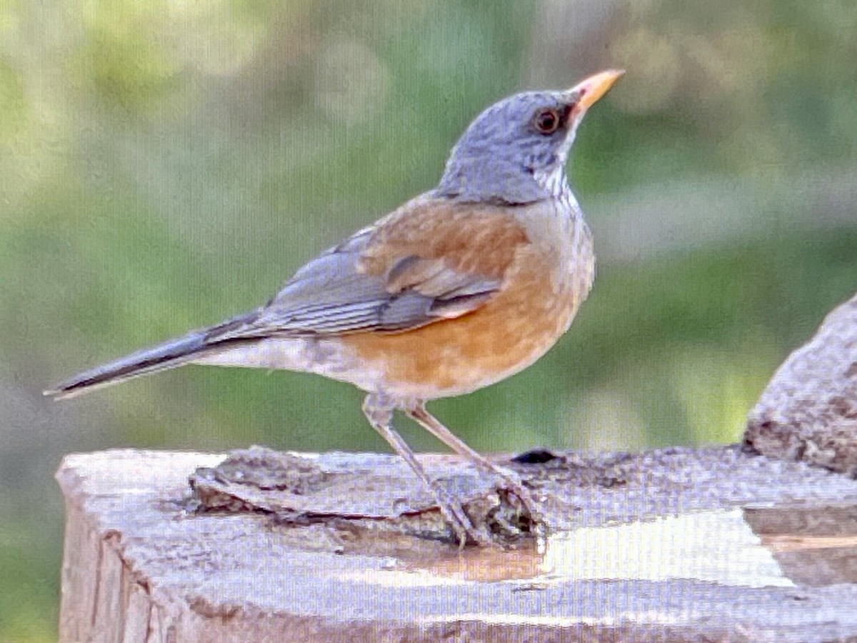 Rufous-backed Robin - ML633444652