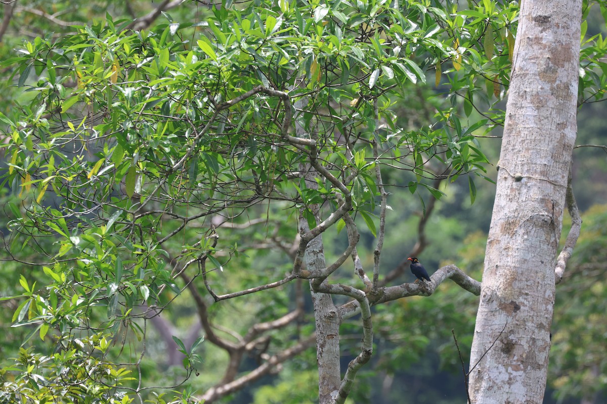 Common Hill Myna (Common) - ML633444653