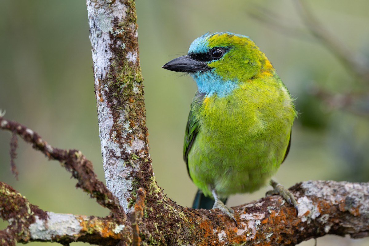 Golden-naped Barbet - ML633444689