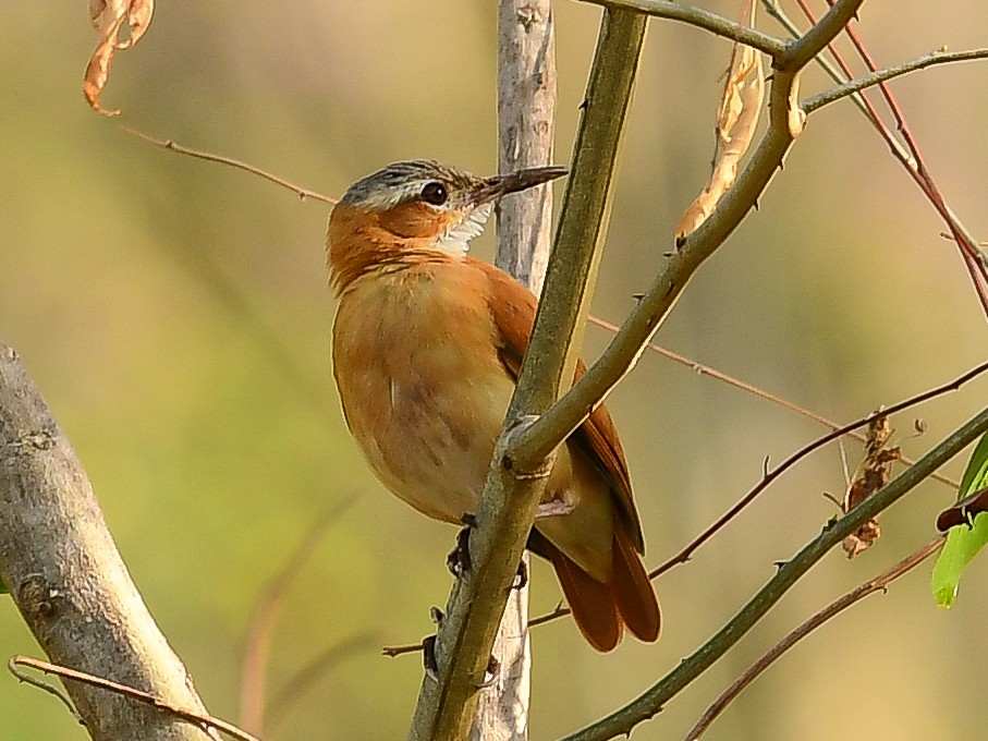 Caribbean Hornero - ML633444692
