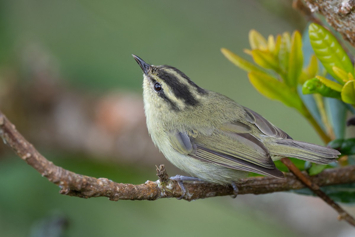 Mountain Leaf Warbler - ML633444702