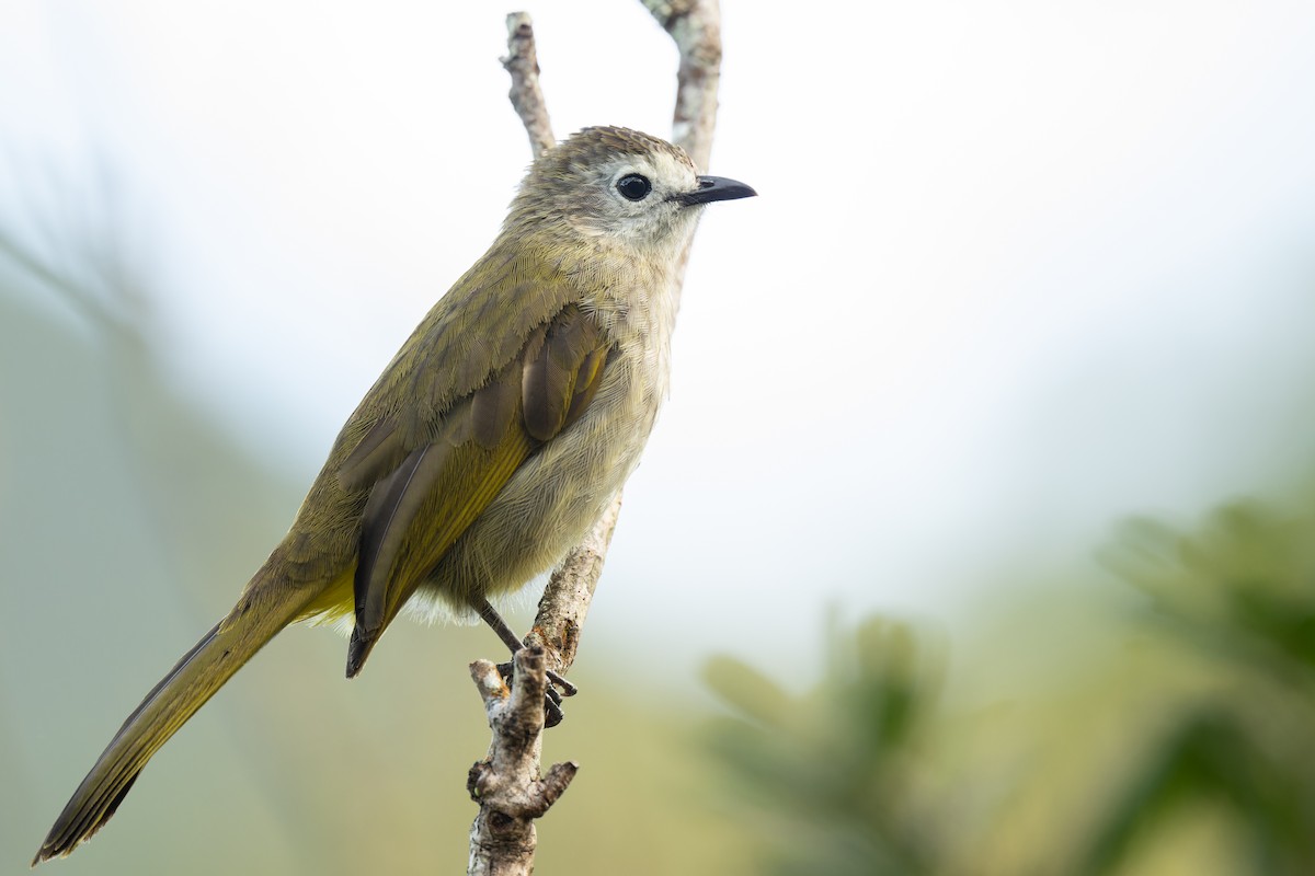 Pale-faced Bulbul - ML633444714