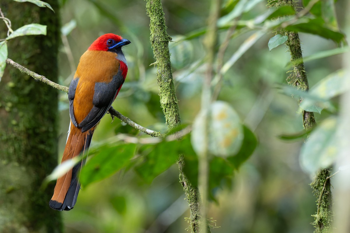rødhettetrogon - ML633444747