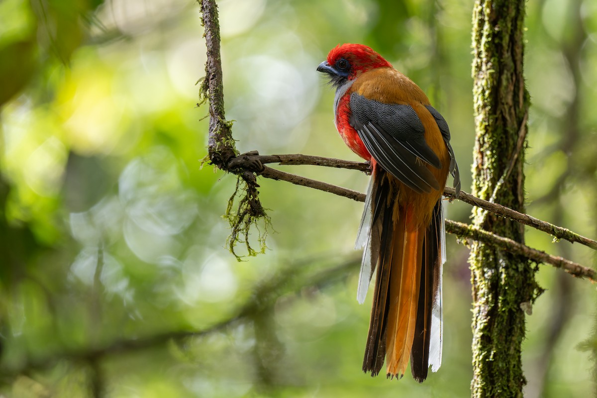 rødhettetrogon - ML633444756