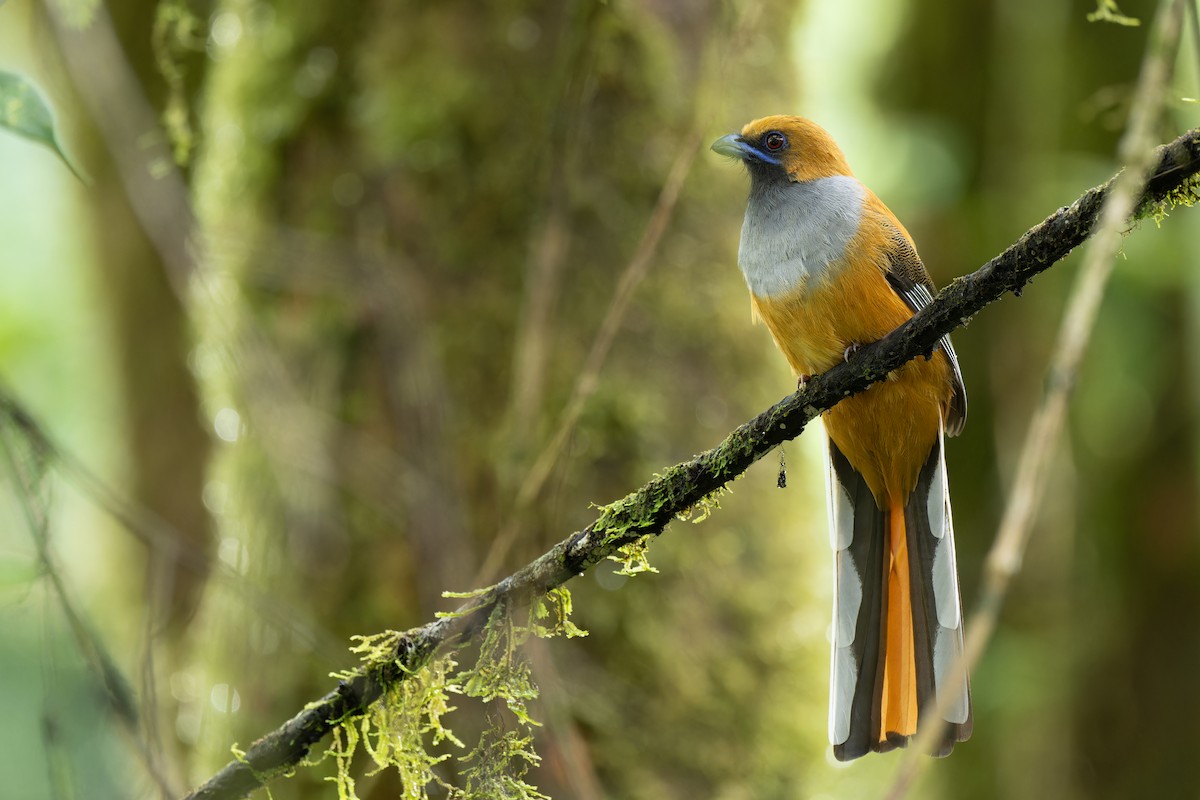 rødhettetrogon - ML633444761