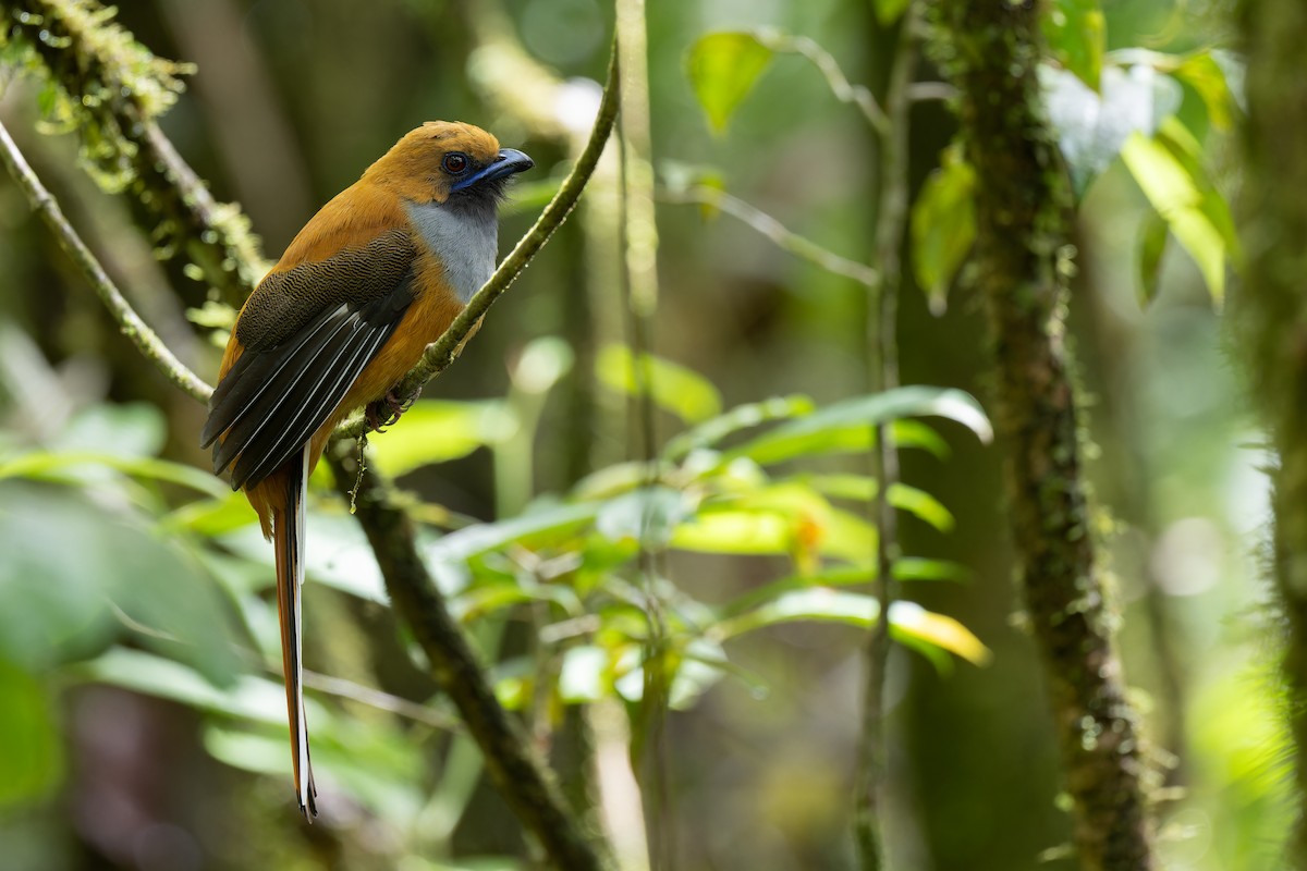 rødhettetrogon - ML633444762