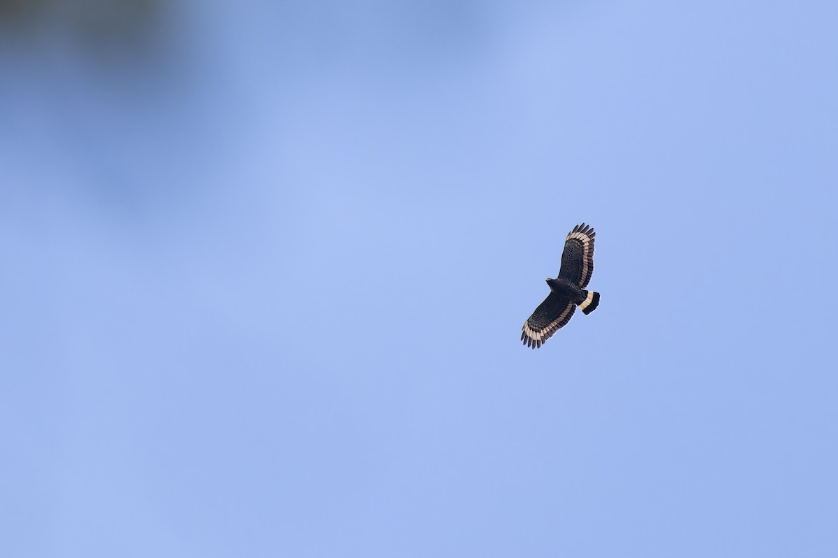 Mountain Serpent-Eagle - ML633444765