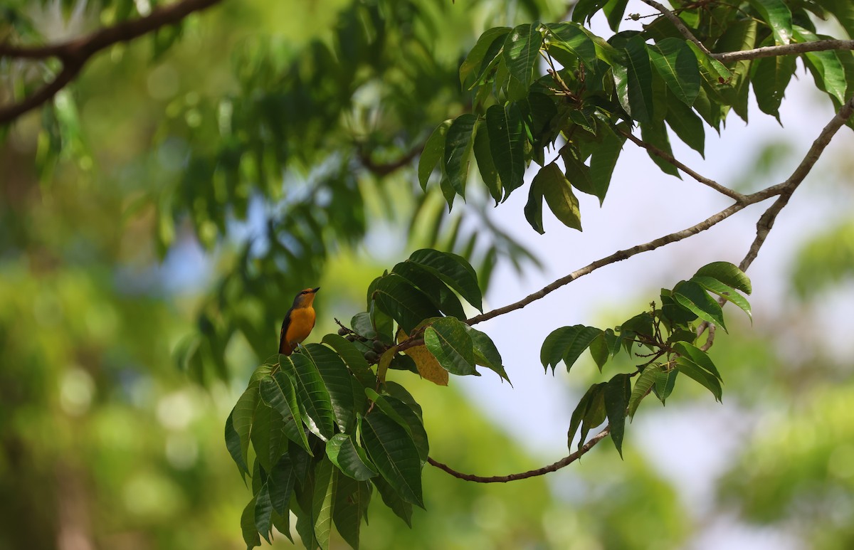 Fiery Minivet - ML633444802