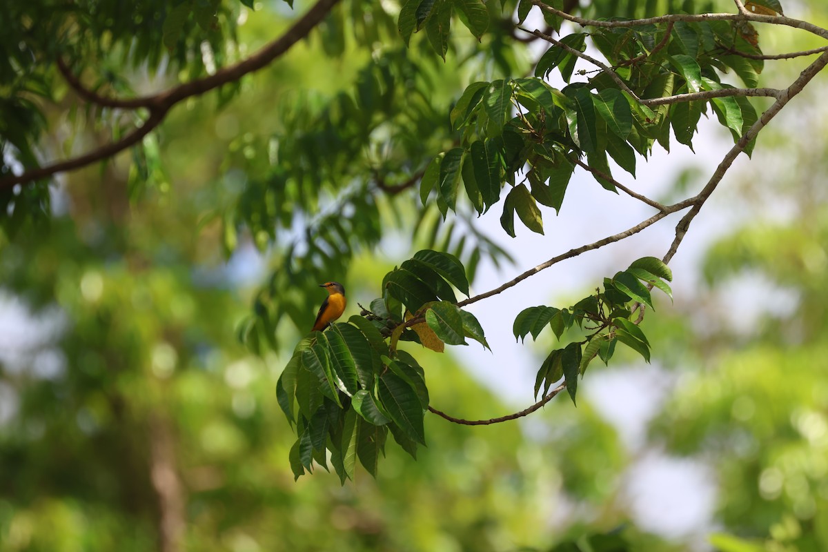 Fiery Minivet - ML633444803