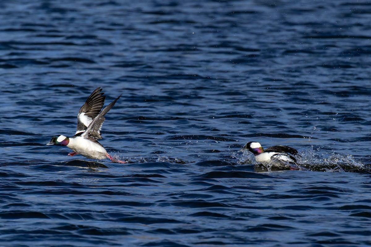 Bufflehead - ML633444840