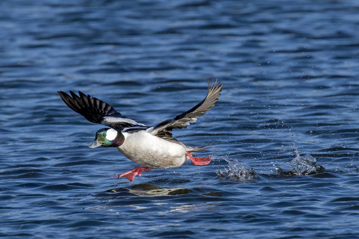 Bufflehead - ML633444841
