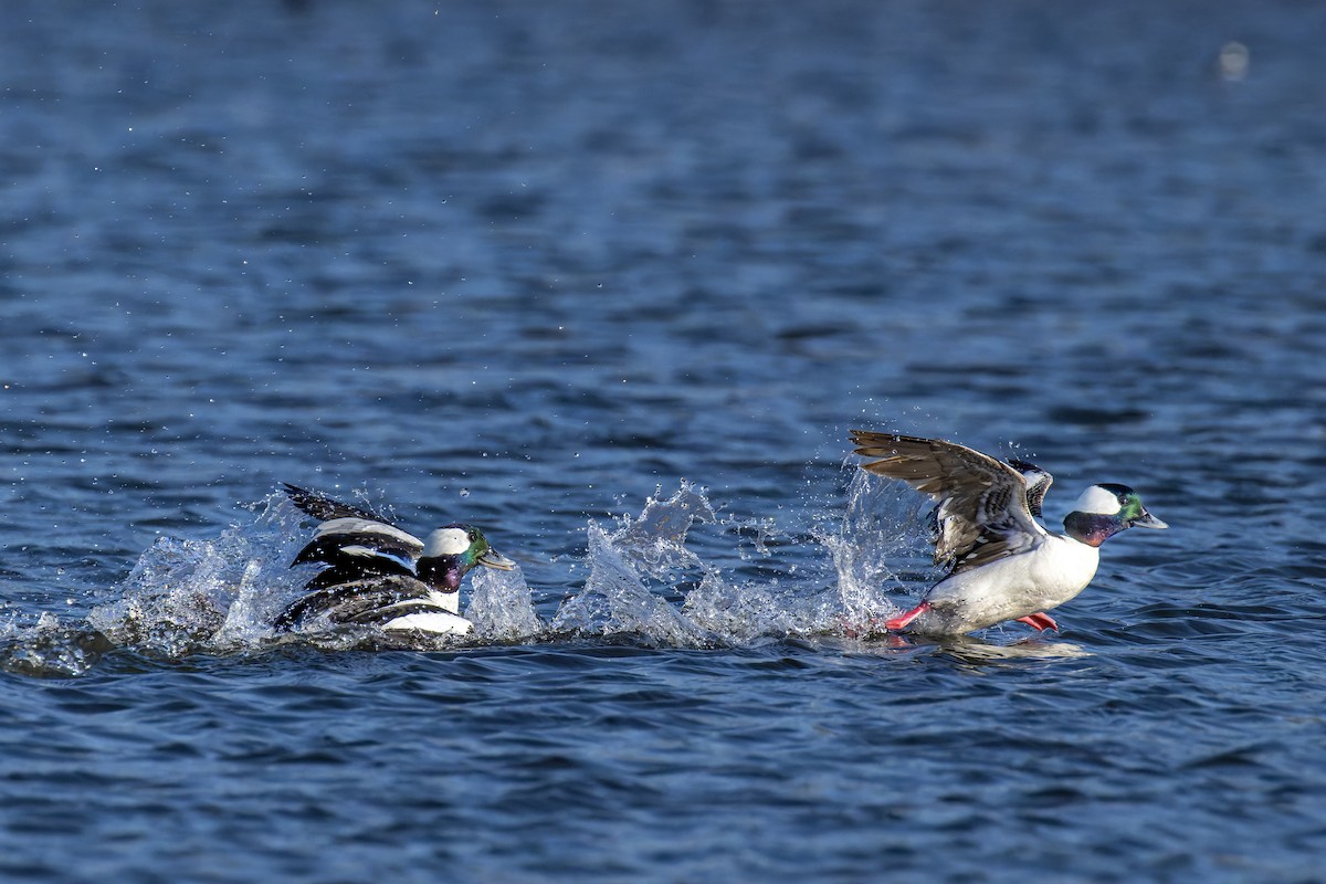 Bufflehead - ML633444842