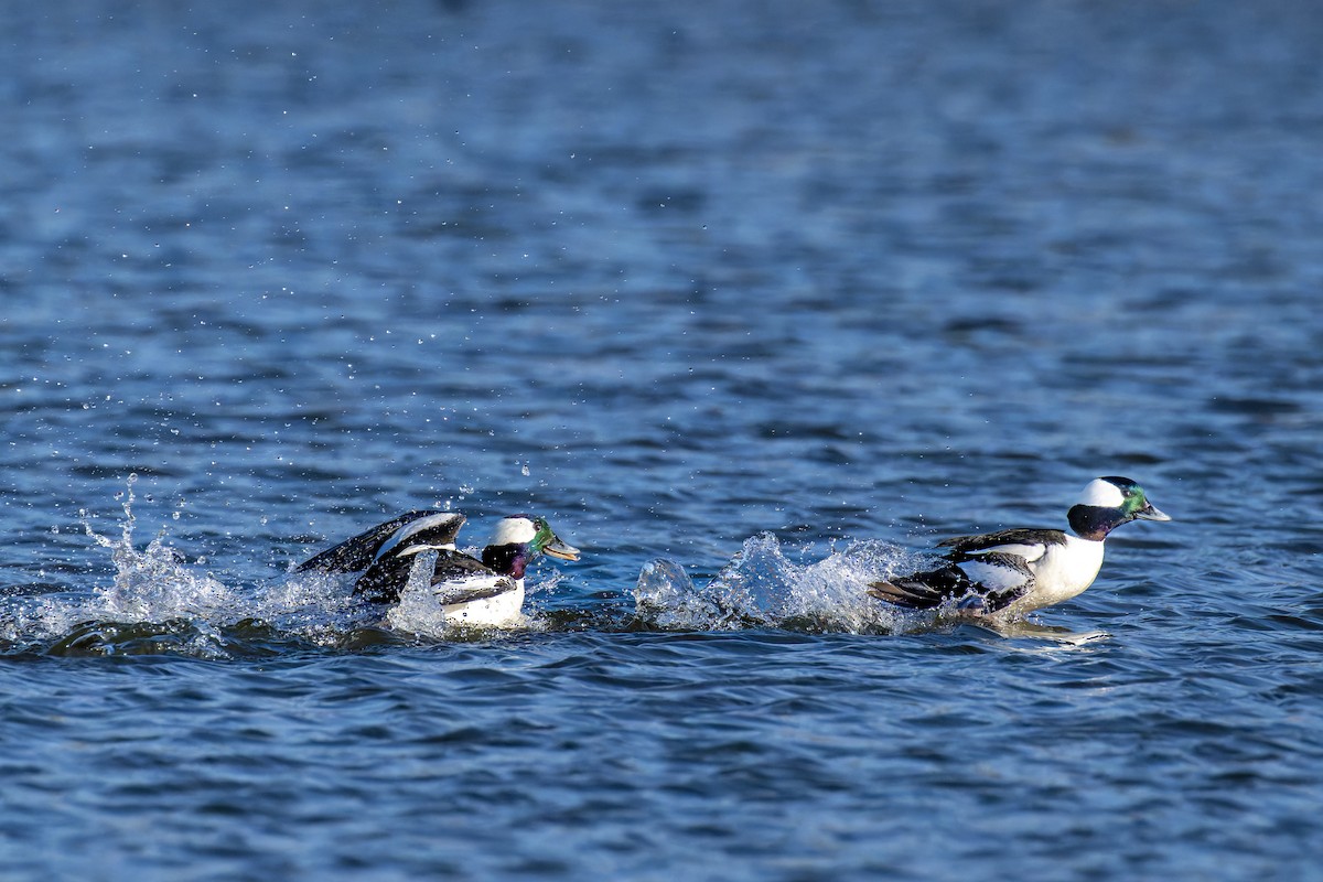 Bufflehead - ML633444843
