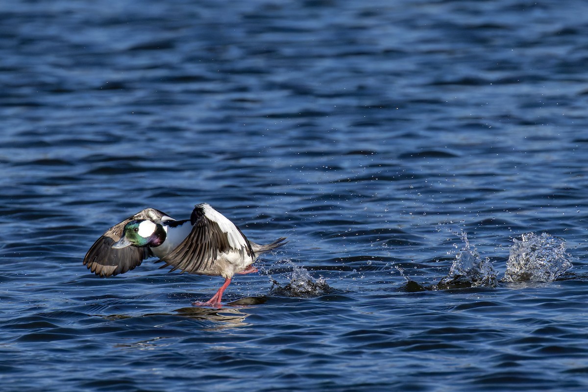 Bufflehead - ML633444844